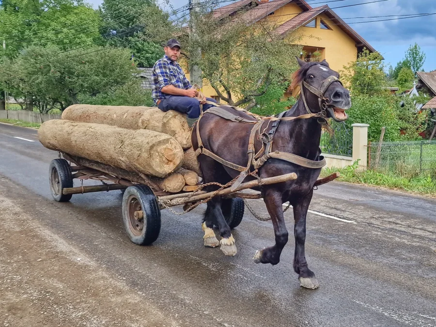 A horse-drawn cart carrying logs along a village road in northern Romania
