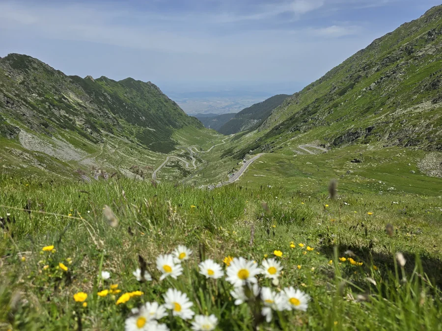 The Transfăgărășan winding down a glacial valley in the Făgăraș mountains, wildflowers in the foreground