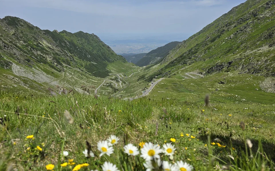 The Transfăgărășan winding down a glacial valley in the Făgăraș mountains, wildflowers in the foreground